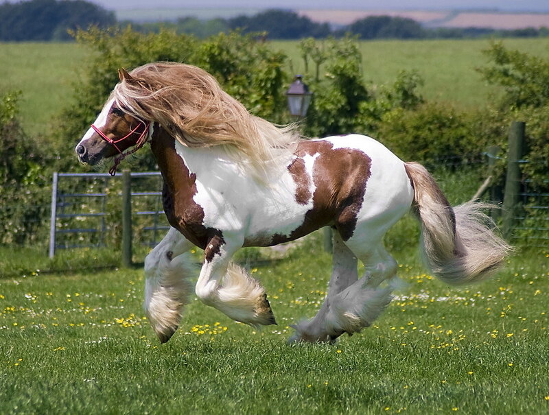 Brown and White Horse — Green