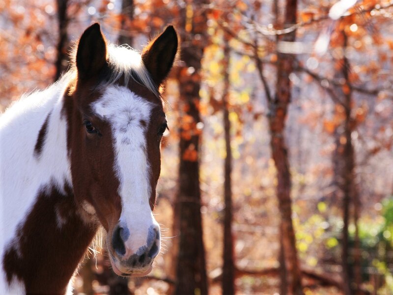 Brown and white horse in autumn forest