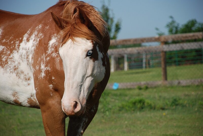 brown and white horse in field