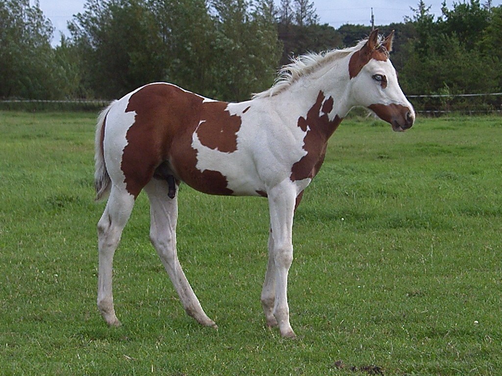 brown and white horse in field