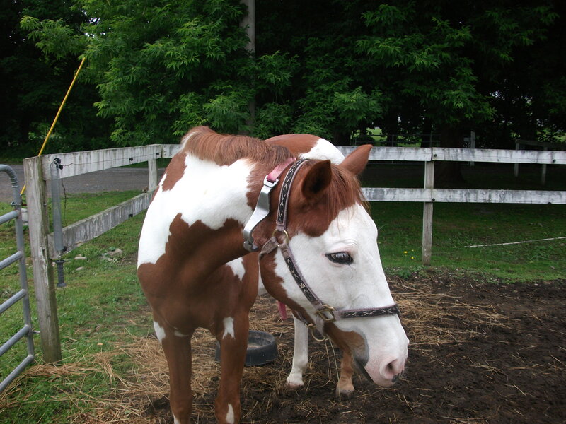 brown and white horse in paddock