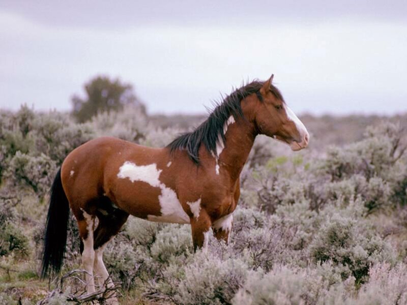 brown and white horse in shrubs