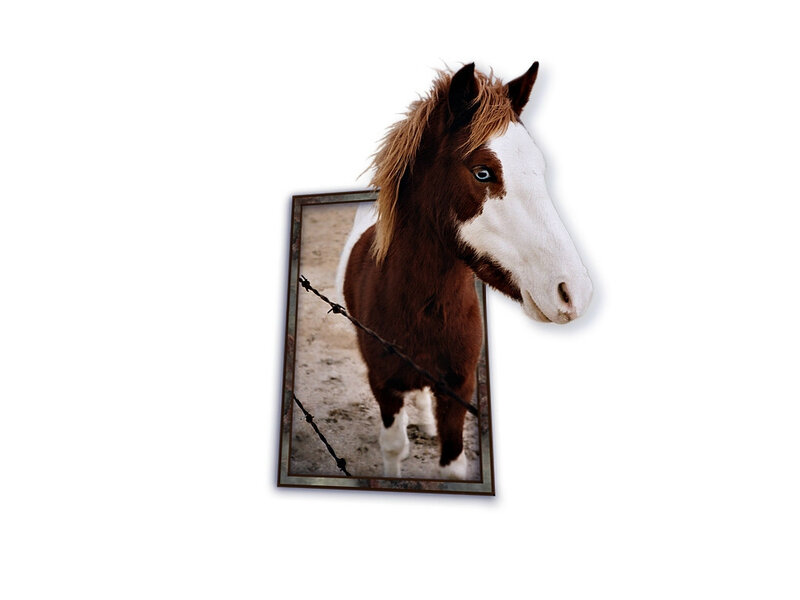 Brown and White Horse — Neutral, Photograph, Barbed Wire