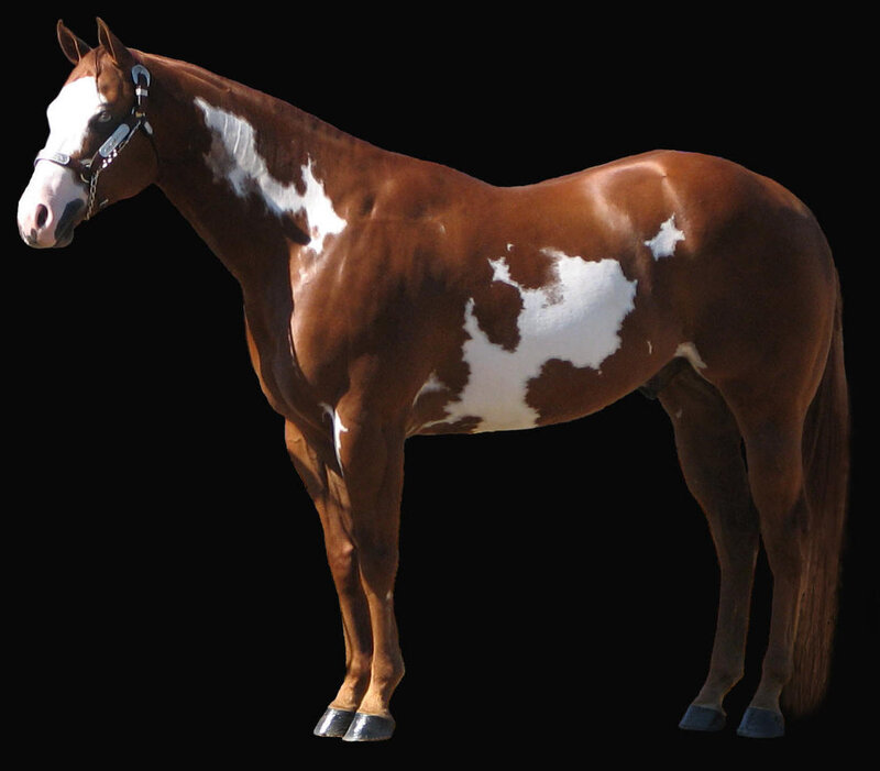 Brown and White Horse — Neutral, Photograph, Bridle, Hooves