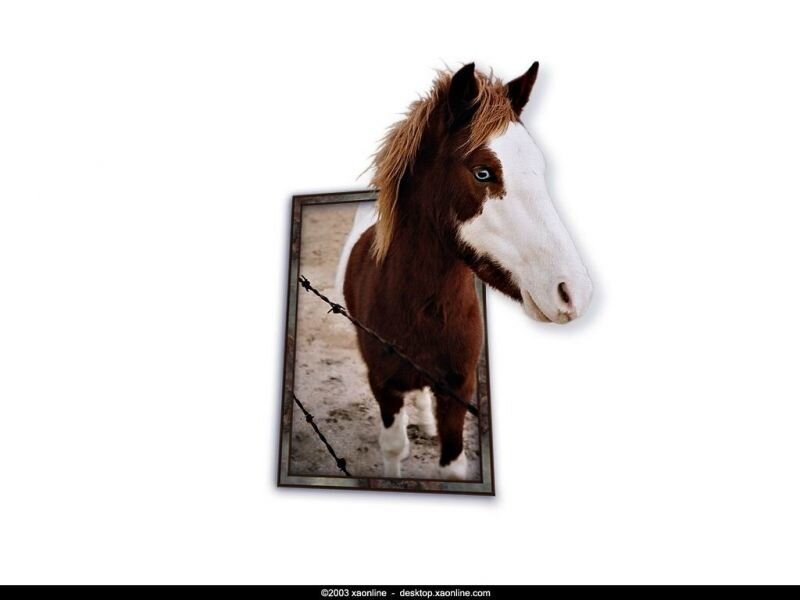 Brown and White Horse — Neutral, Photograph