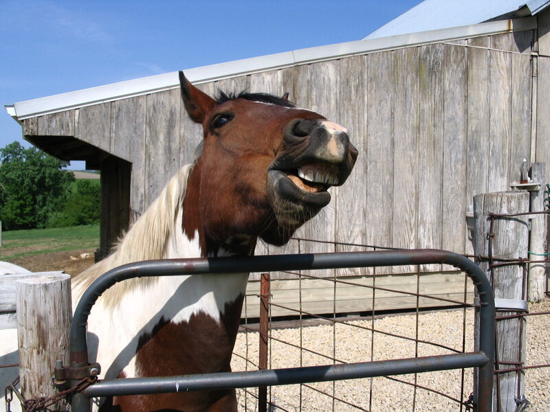 Brown and White Horse — Playful