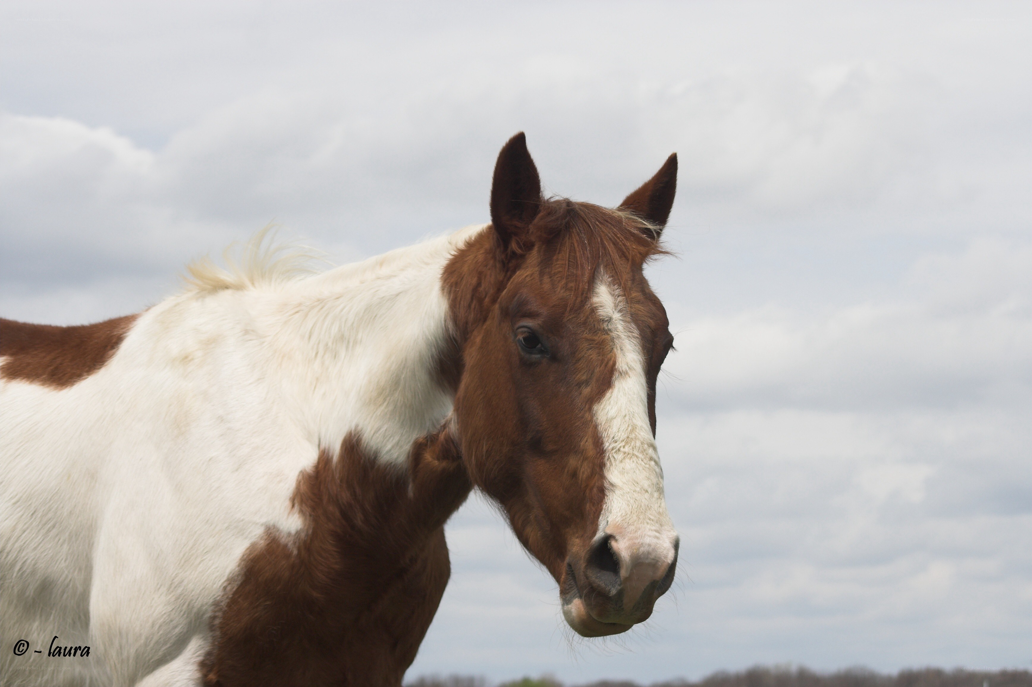 brown and white horse portrait