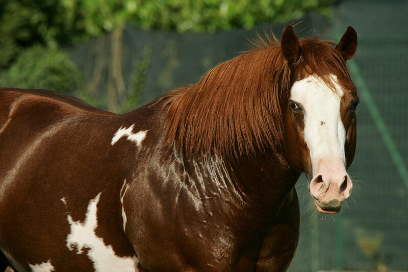 brown and white horse portrait