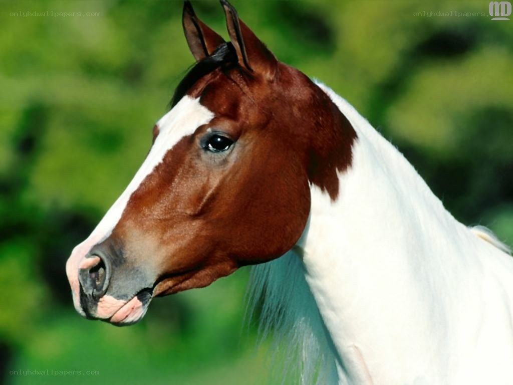 brown and white horse portrait
