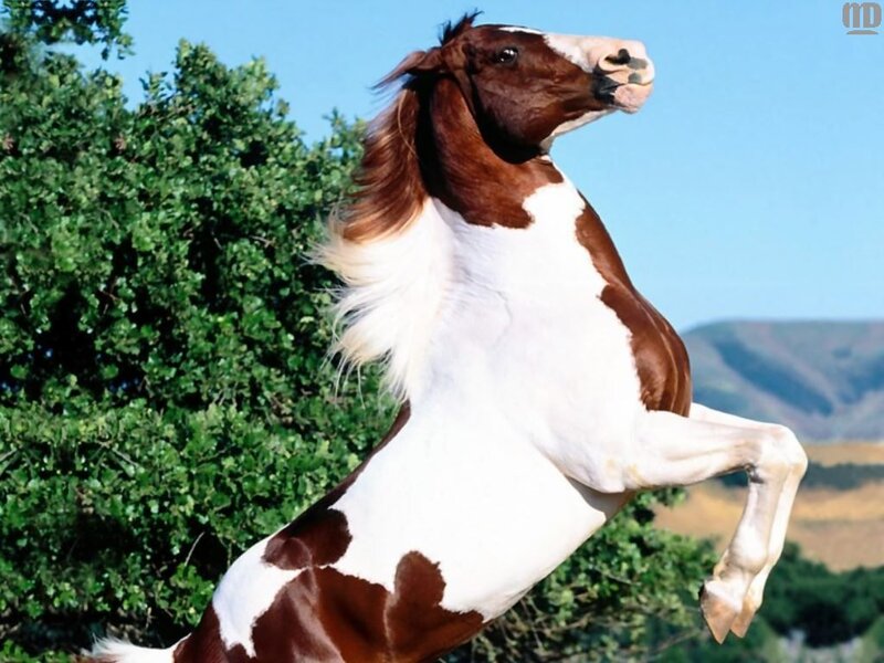 brown and white horse rearing