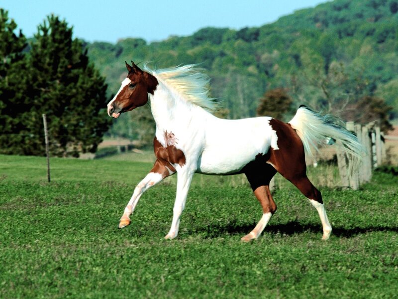 brown and white horse running