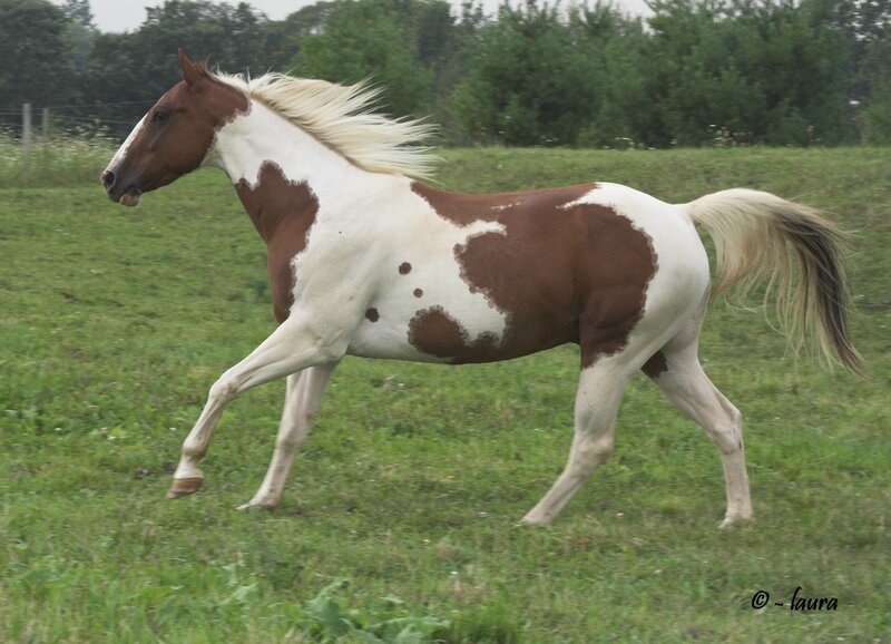 brown and white horse running