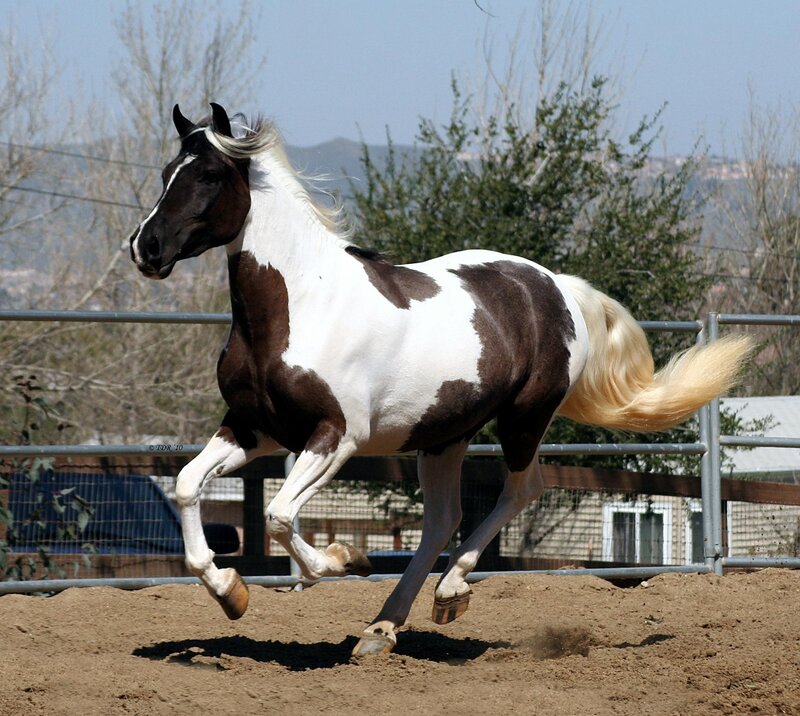 brown and white horse running