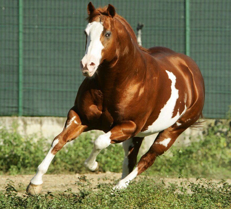 brown and white horse running