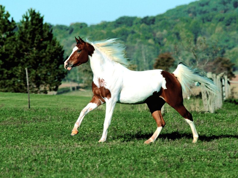 brown and white horse running