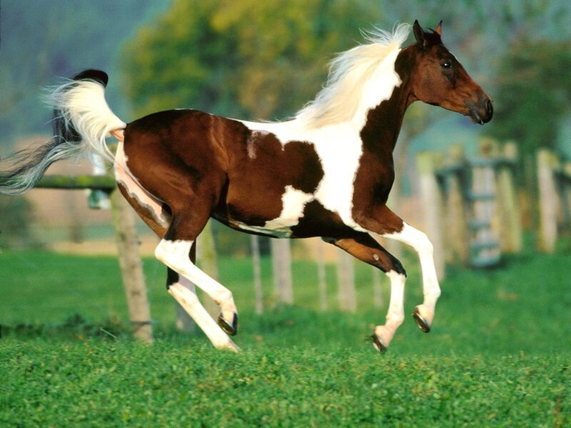 brown and white horse running