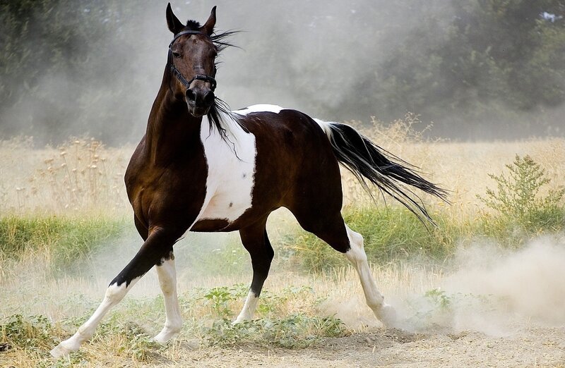 brown and white horse running
