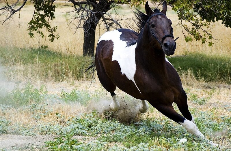 brown and white horse running