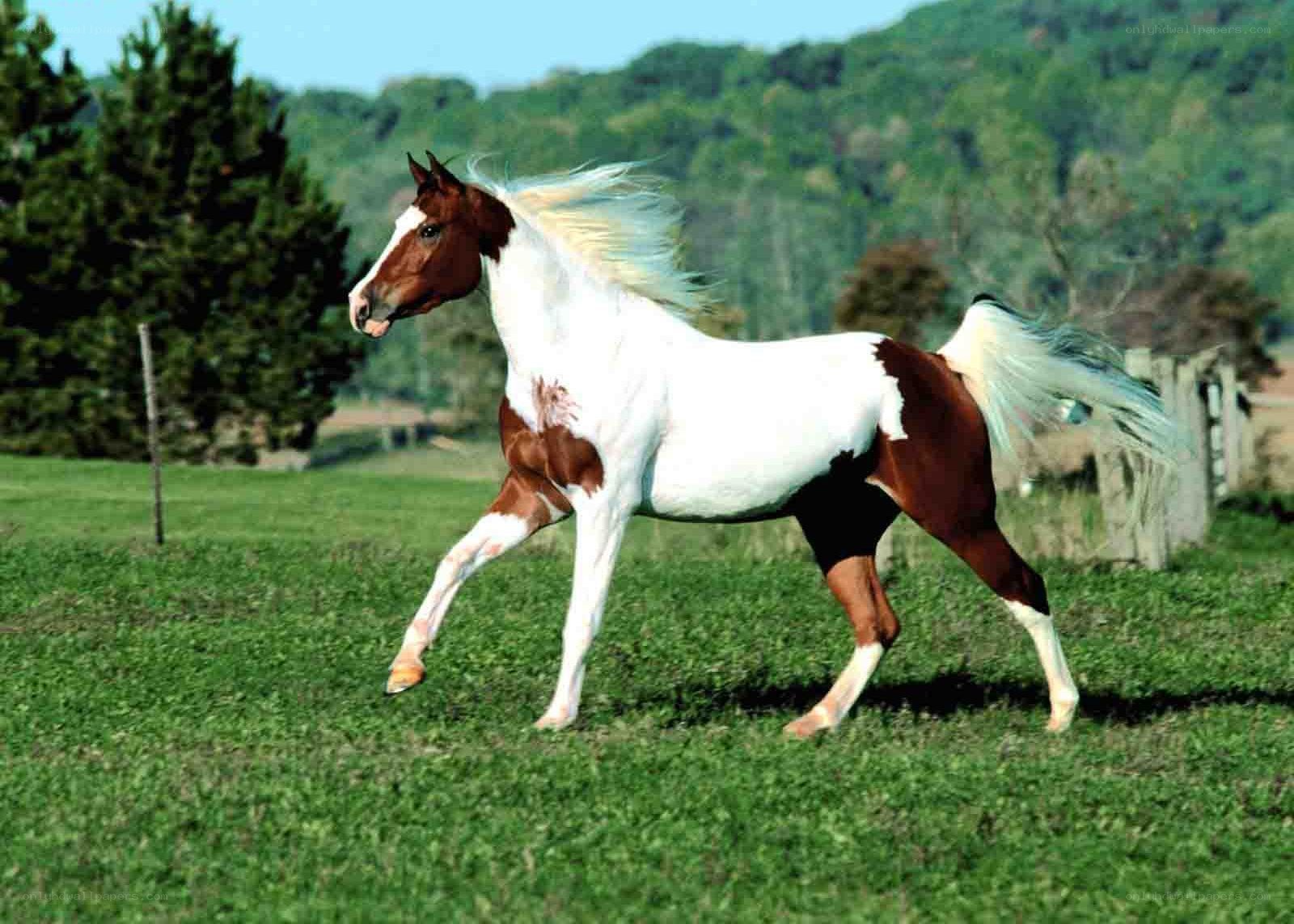 brown and white horse running