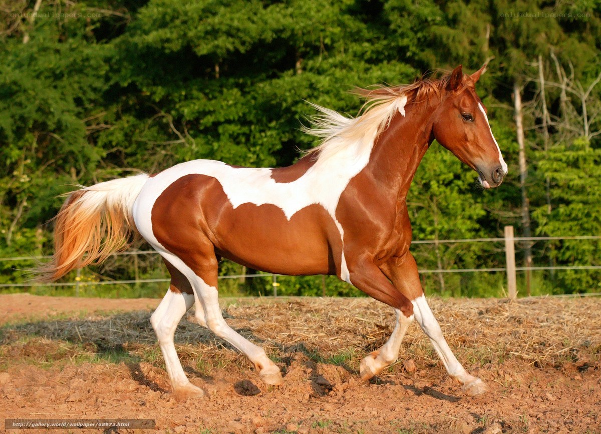 brown and white horse running