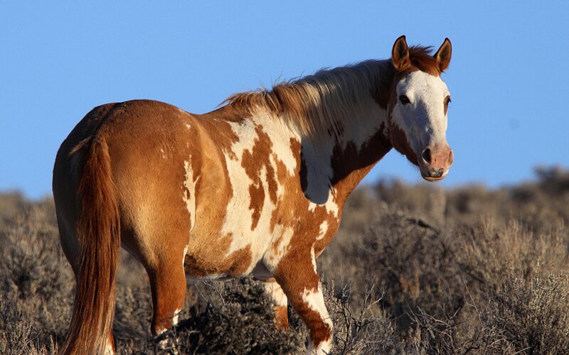 Brown and White Horse — Serene, Afternoon