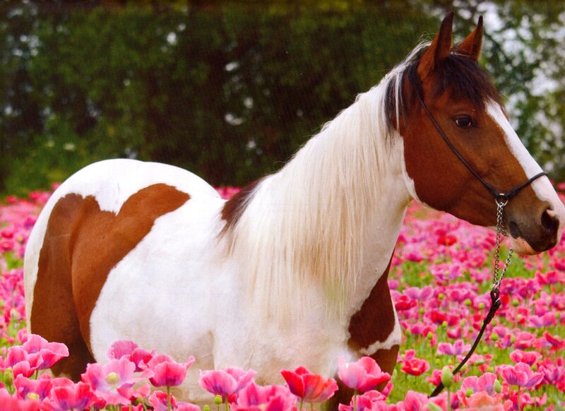 Brown and White Horse — Serene, Spring