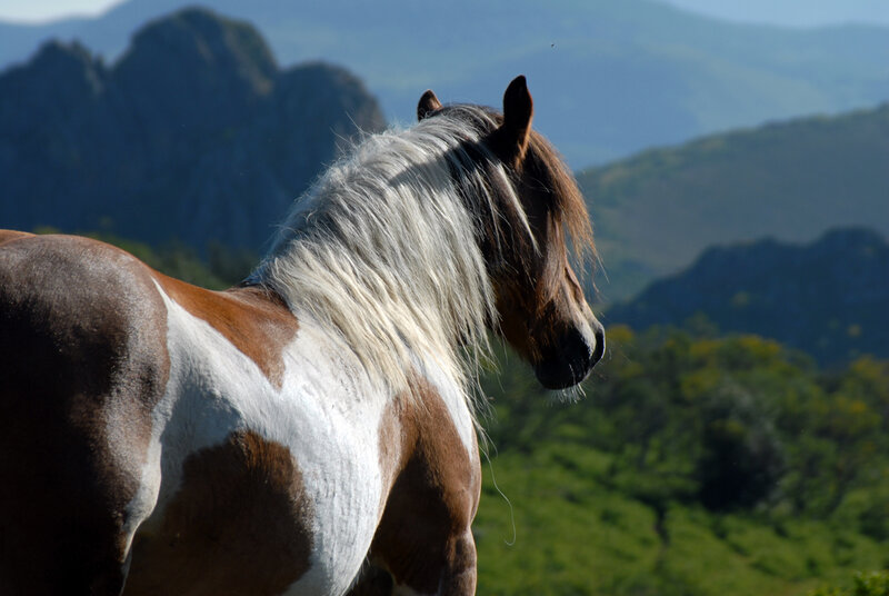 Brown and White Horse — Serene