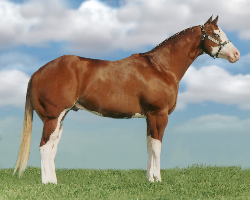 brown and white horse standing