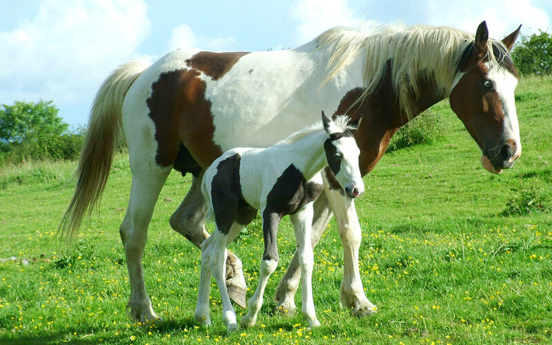 Brown and White Horse with Foal — Green