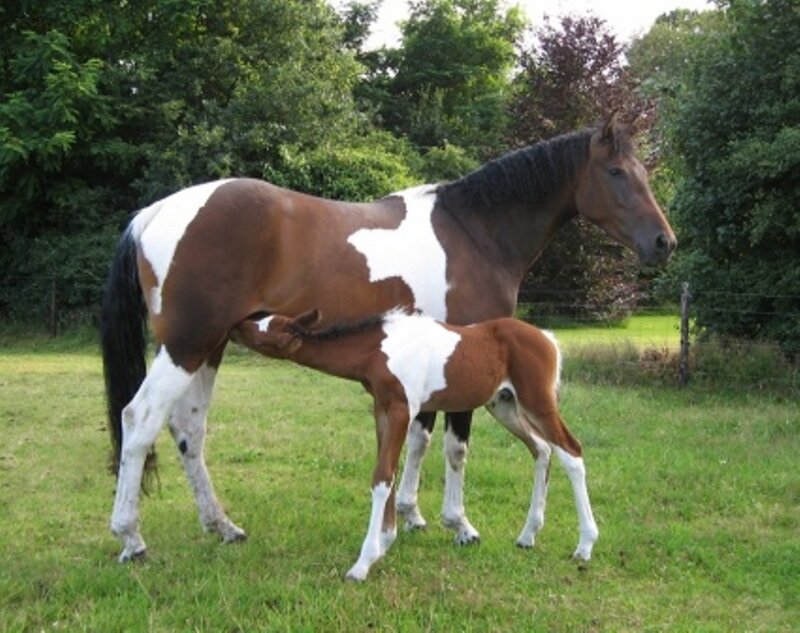 Brown and White Horse with Foal