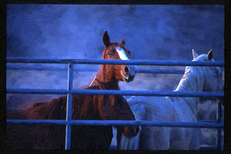 Brown and White Horses — Blue