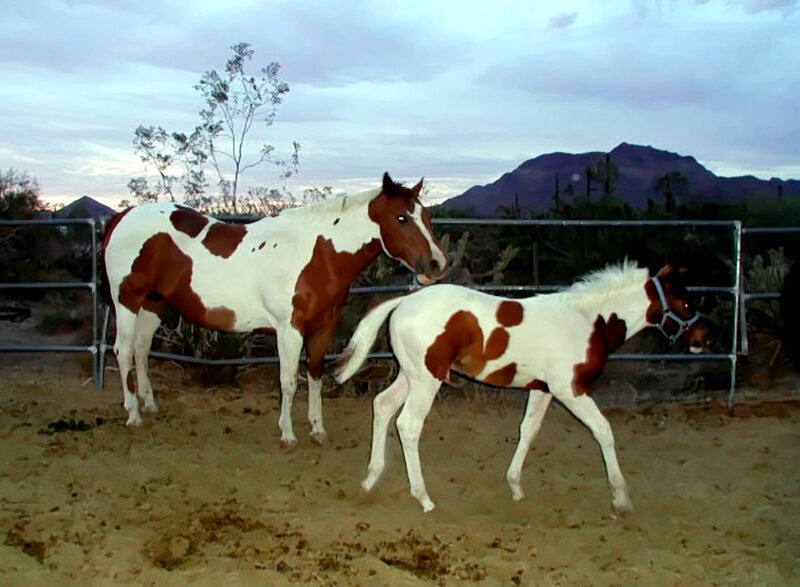 Brown and White Horses — Calm