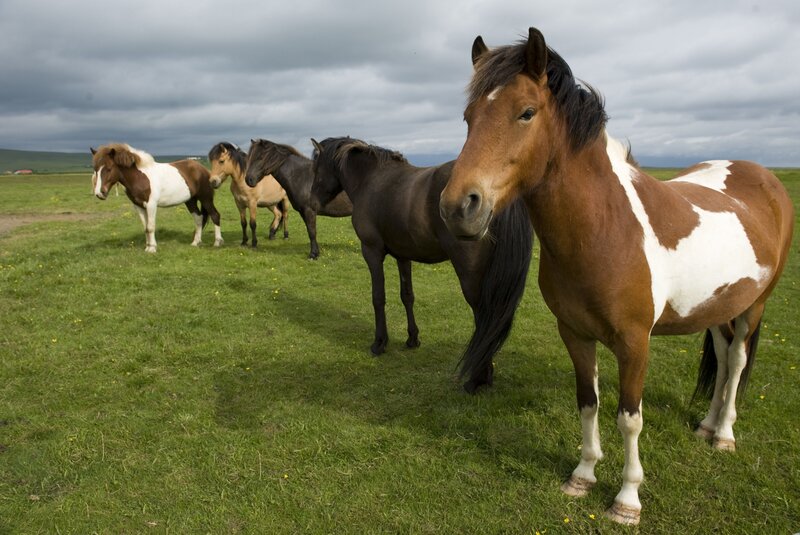 Brown and White Horses — Green, Calm