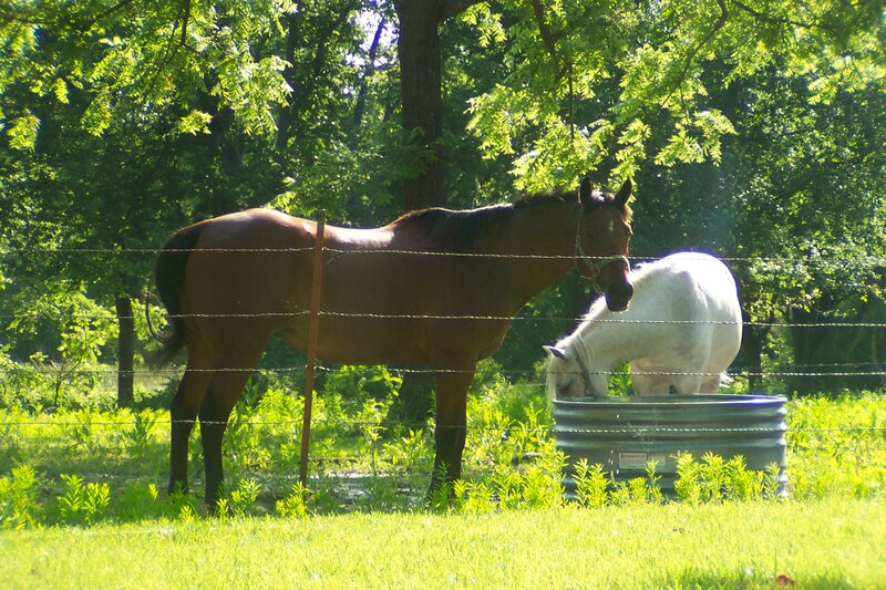 Brown and White Horses — Green