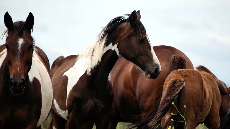 Brown and White Horses