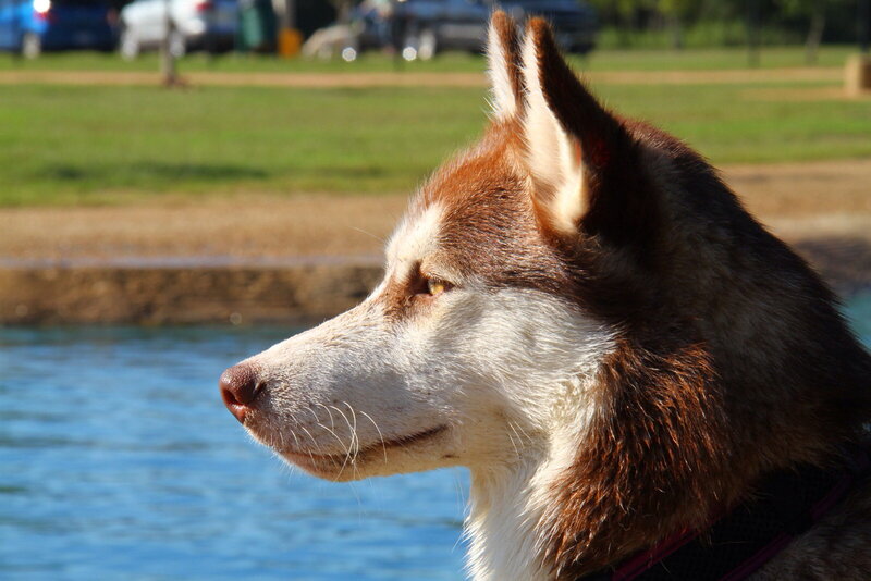 Brown and White Husky — Calm, Afternoon, Photograph