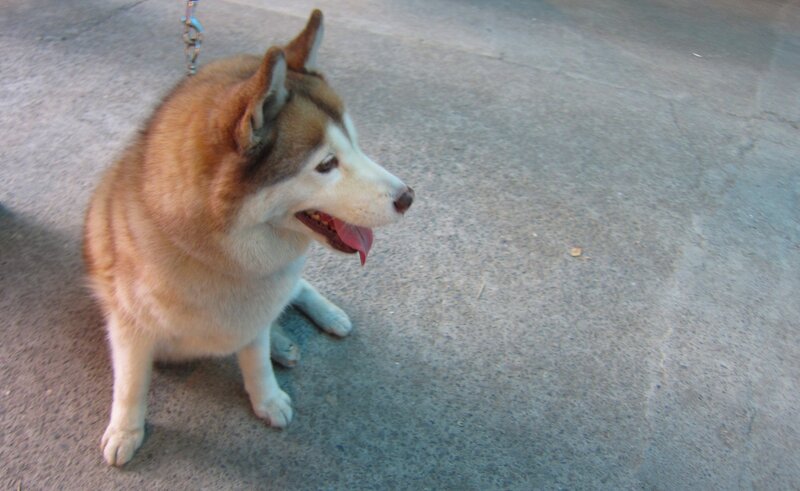 Brown and White Husky — Calm, Afternoon