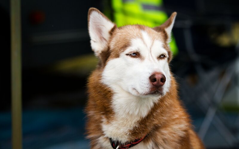 Brown and White Husky — Calm, Photograph, Collar