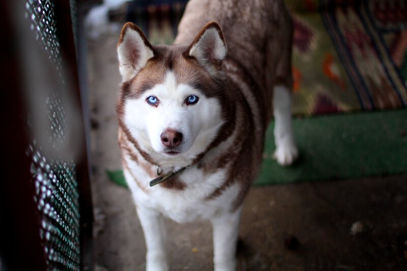 Brown and White Husky — Calm, Photograph, Dog, Collar, Carpet