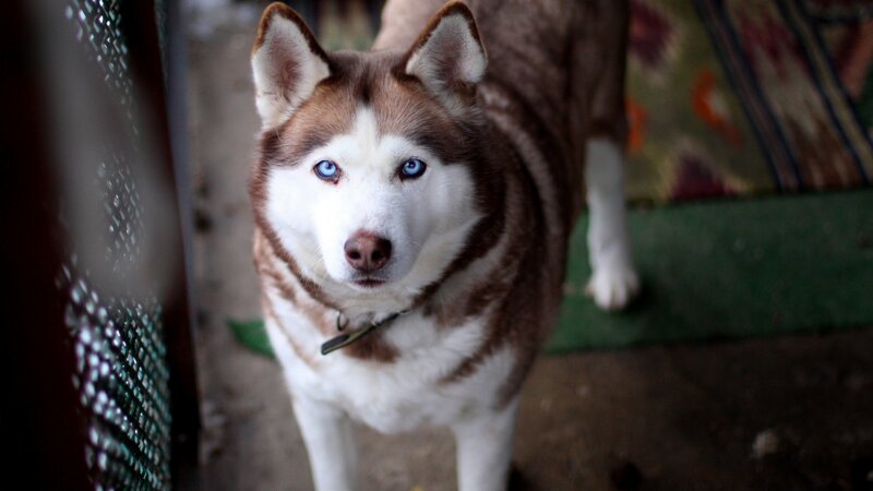 Brown and White Husky — Calm, Photograph, Dog, Collar, Rug