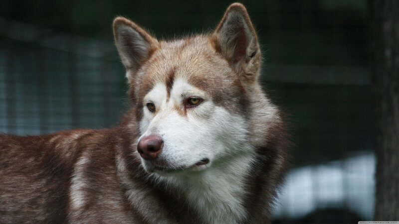 Brown and White Husky — Calm, Photograph, Dog, Fence