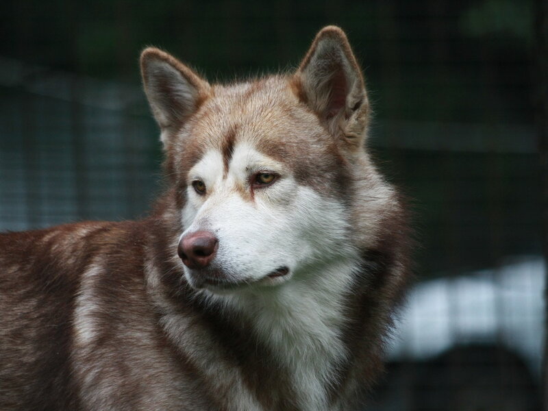 Brown and White Husky — Calm, Photograph, Dog