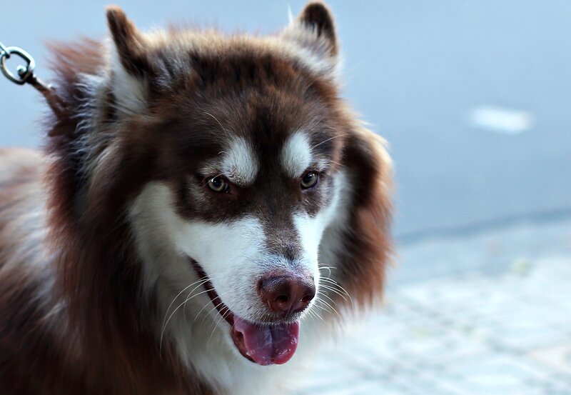 Brown and White Husky — Calm, Photograph, Leash