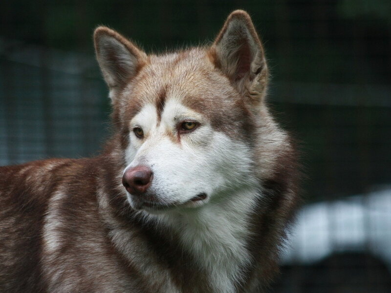 Brown and White Husky — Calm, Photograph