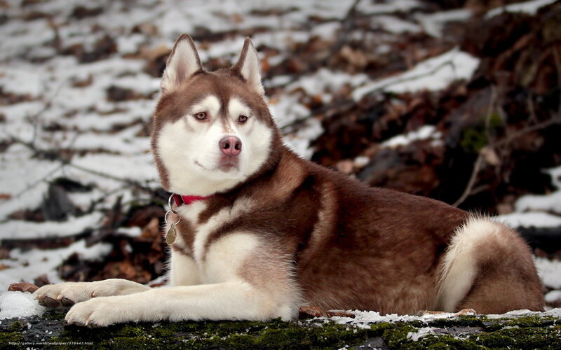 Brown and White Husky — Calm, Winter, Photograph, Snow, Leaves