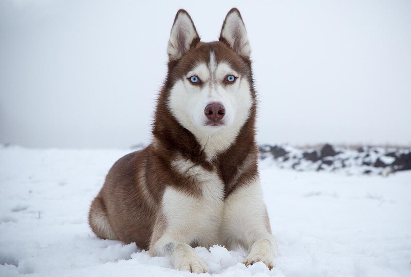 Brown and White Husky — Calm, Winter, Photograph, Snow