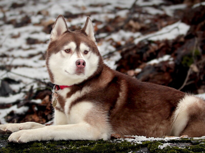 Brown and White Husky — Calm, Winter, Photograph