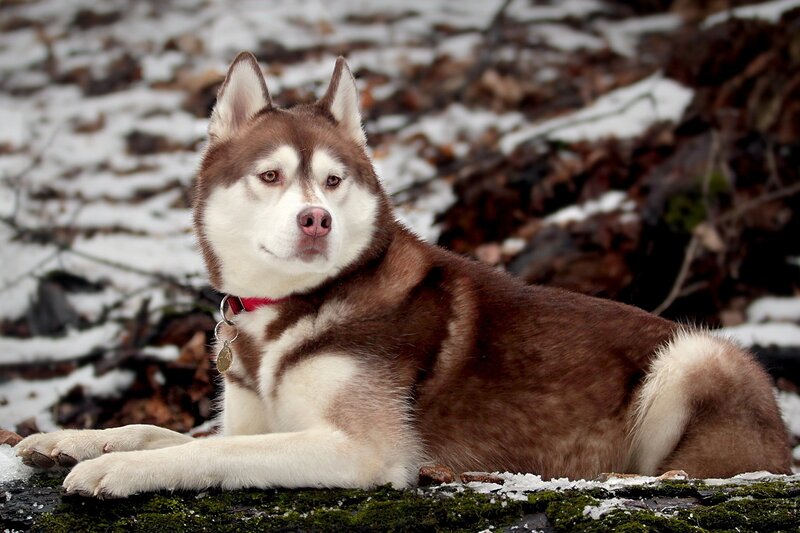 Brown and White Husky — Calm, Winter