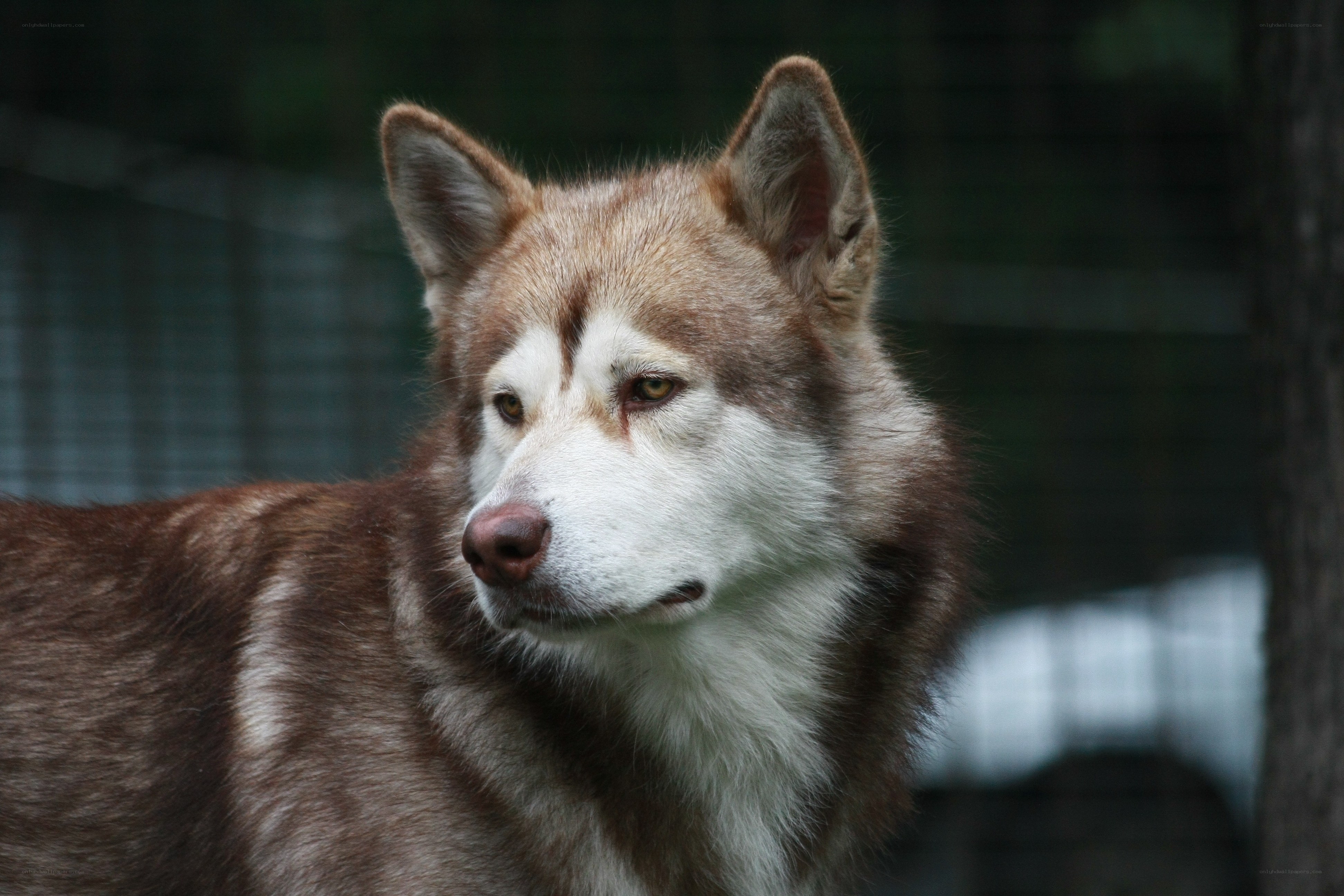 brown and white husky dog