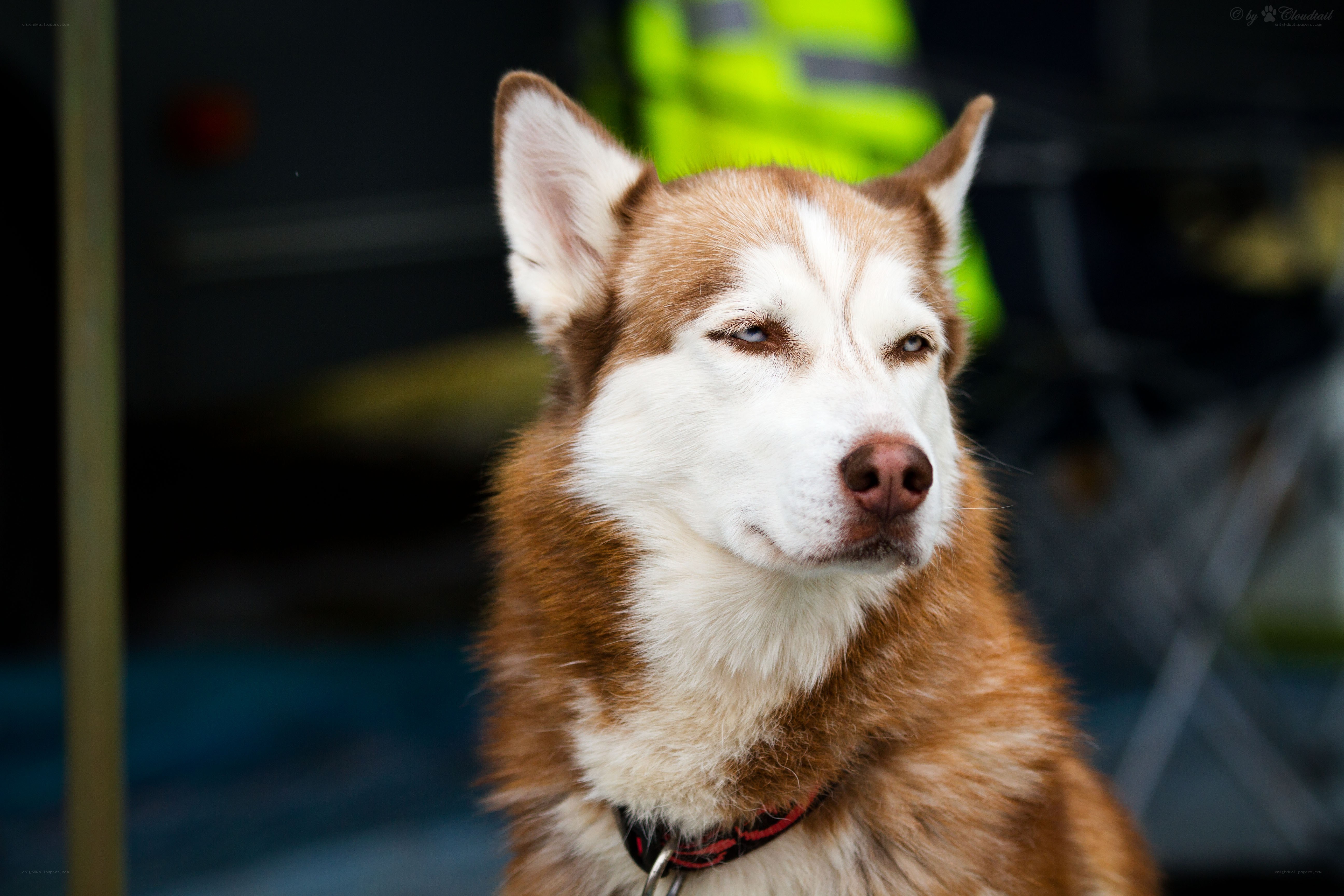 brown and white husky dog